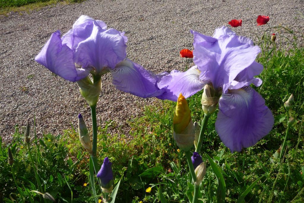 Maison D'Hotes Les Coquelicots Giverny Phòng bức ảnh