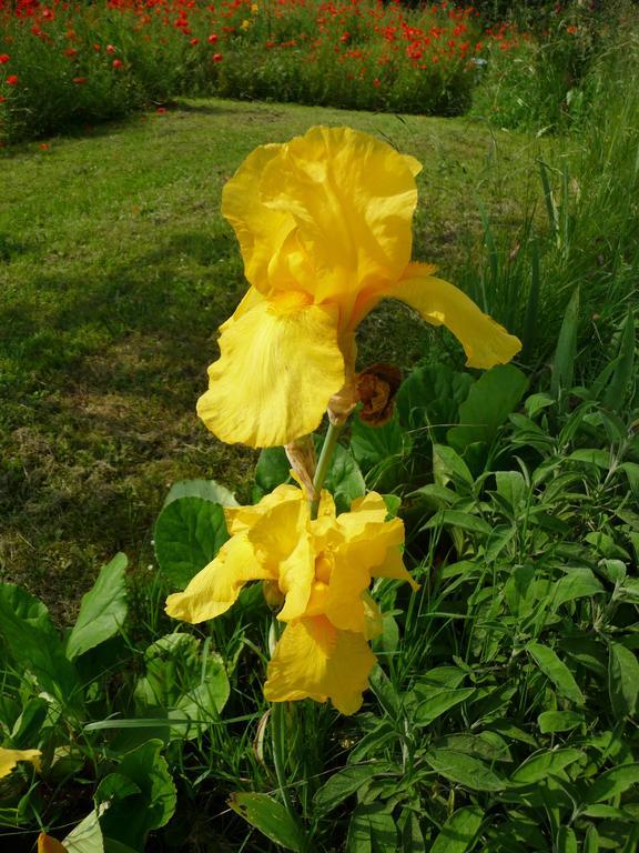 Maison D'Hotes Les Coquelicots Giverny Ngoại thất bức ảnh